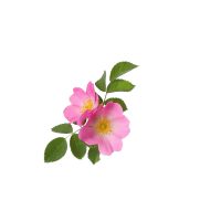 شربت نسترن
